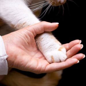 Taller "Eutanasia animal y emociones"