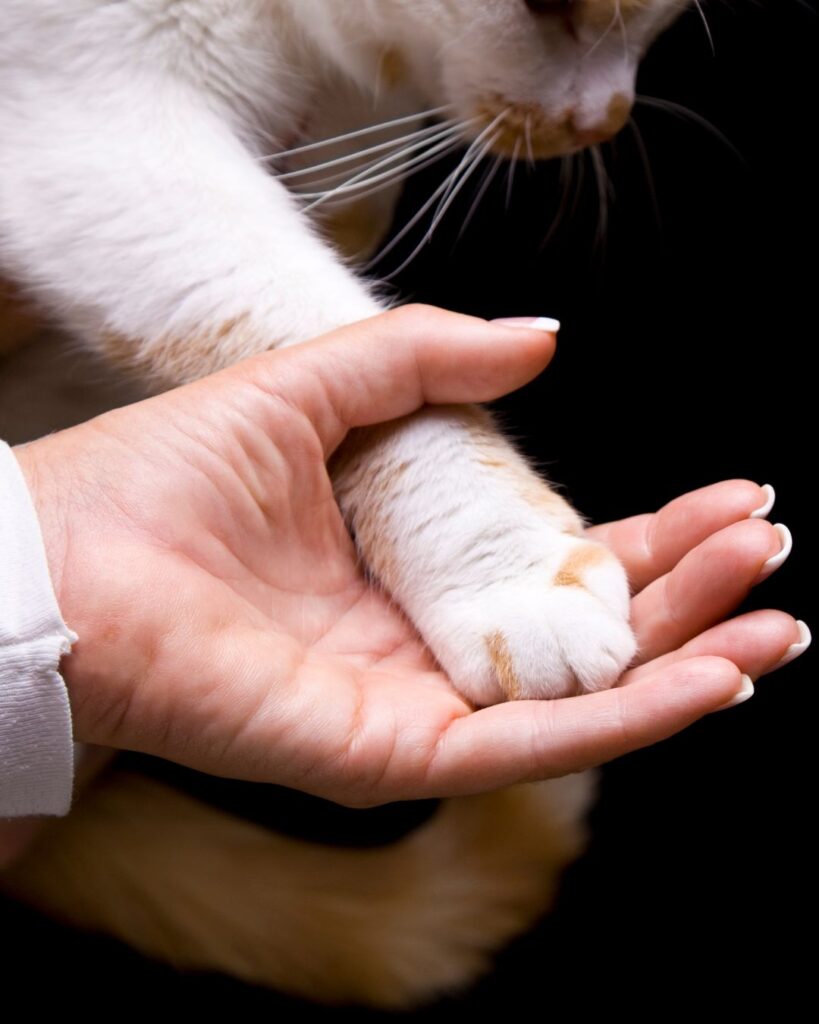 Taller "Eutanasia animal y emociones"